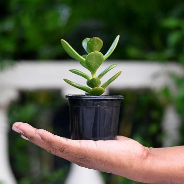 Crassula Ovata Jade Vastu Plant Kuber Plant