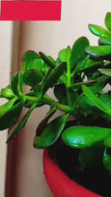 Crassula Ovata Jade Vastu Plant Kuber Plant